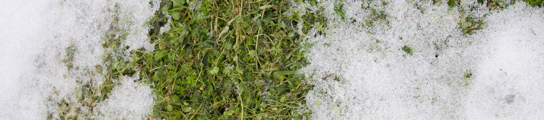 Ako zazimovať trávnik | údržba pred zimou