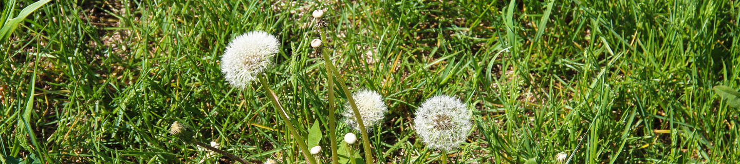 Starostlivosť o trávnik: Burina, choroby a škodcovia