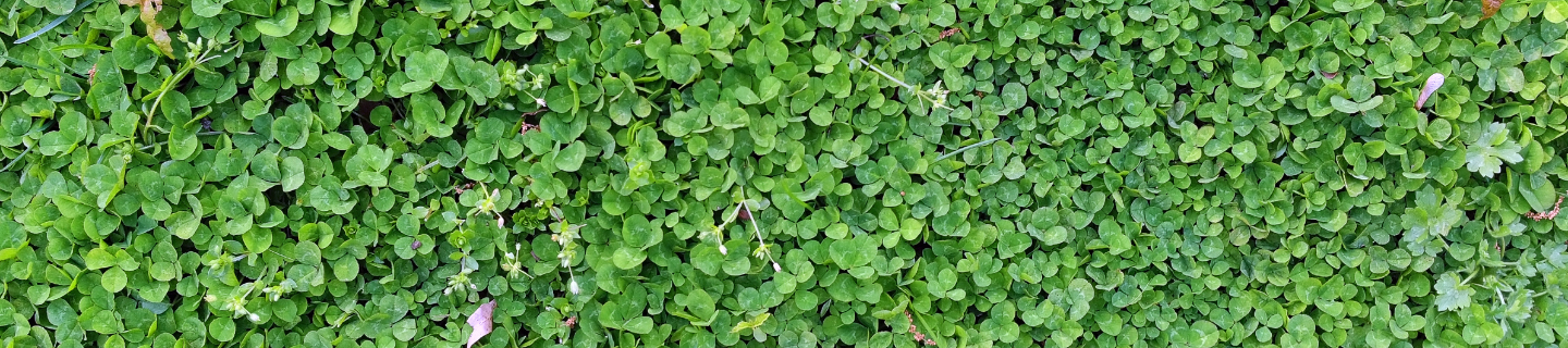 Ďatelinový trávnik 2025: hit tejto sezóny. Premeňte dvor na udržateľnú oázu.