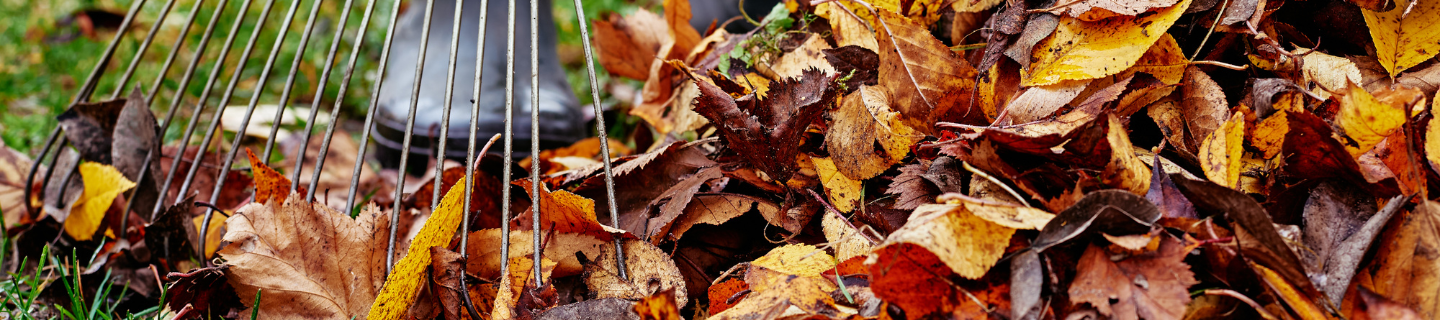 Jeseň v Záhrade: Kompletný sprievodca starostlivosťou o záhradu, dvor a ovocné stromy