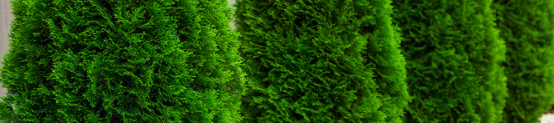 Kedy je najlepšie strihať tuje?