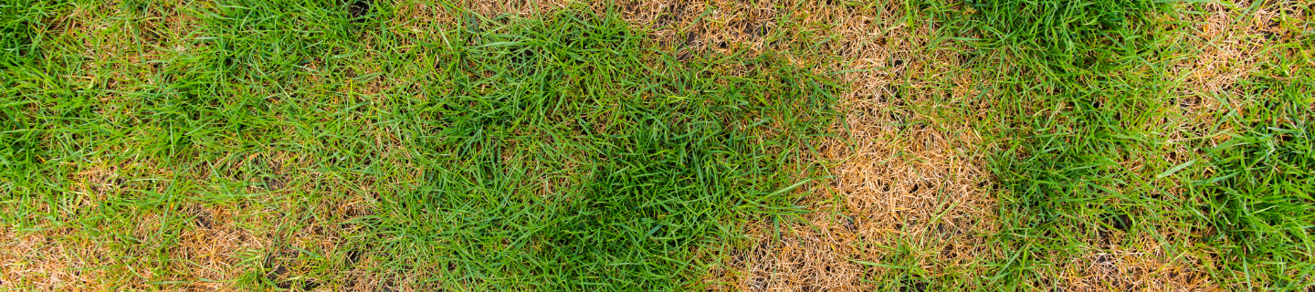 Starostlivosť o trávnik: Ako na obnovu zničeného trávnika