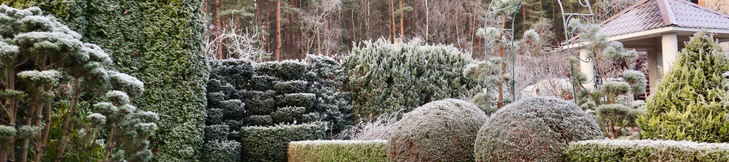 Okrasná záhrada v januári: Na čo netreba zabudnúť