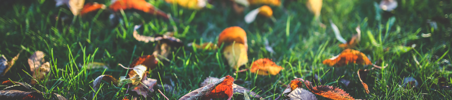 Ako využiť opadané lístie v záhrade