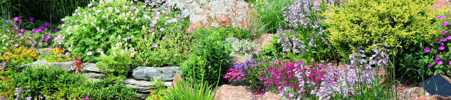 Pôdopokryvné rastliny ako náhrada trávnika