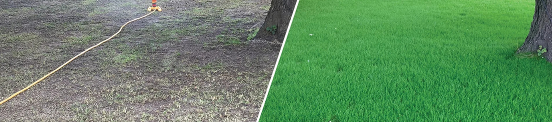 Ako založiť trávnik? Časť 4. – Založenie trávnika výsevom