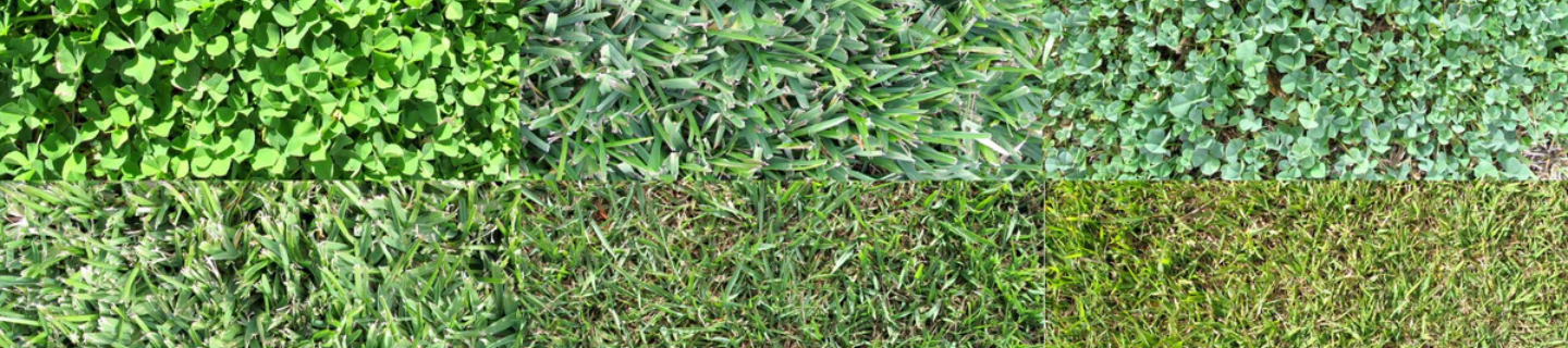 Ako založiť trávnik? Časť 2. - Výber správneho druhu trávy