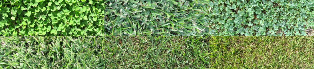 Ako založiť trávnik? Časť 2. – Výber správneho druhu trávy