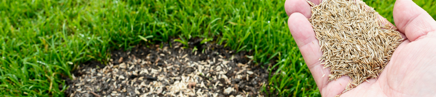 Dosievanie trávnika: Prečo dosievať a ako pri tom postupovať?