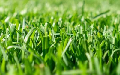 Ako založiť trávnik? Časť 2. – Výber správneho druhu trávy