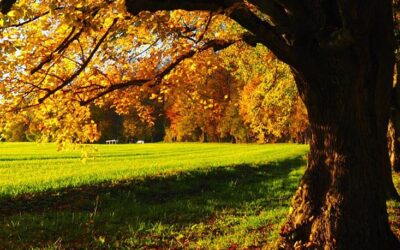 Starostlivosť o trávnik: Jeseň a zima